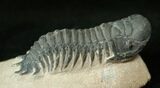 Very D Crotalocephalina Trilobite #17185-3
